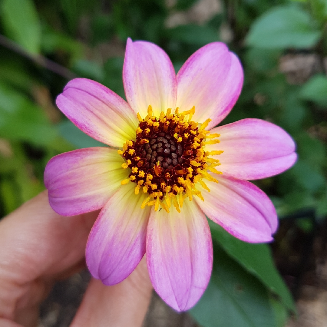 Dahlia variabilis Titoki Point in the GardenTags plant encyclopedia Dahlia Titoki Point in the GardenTags plant encyclopedia