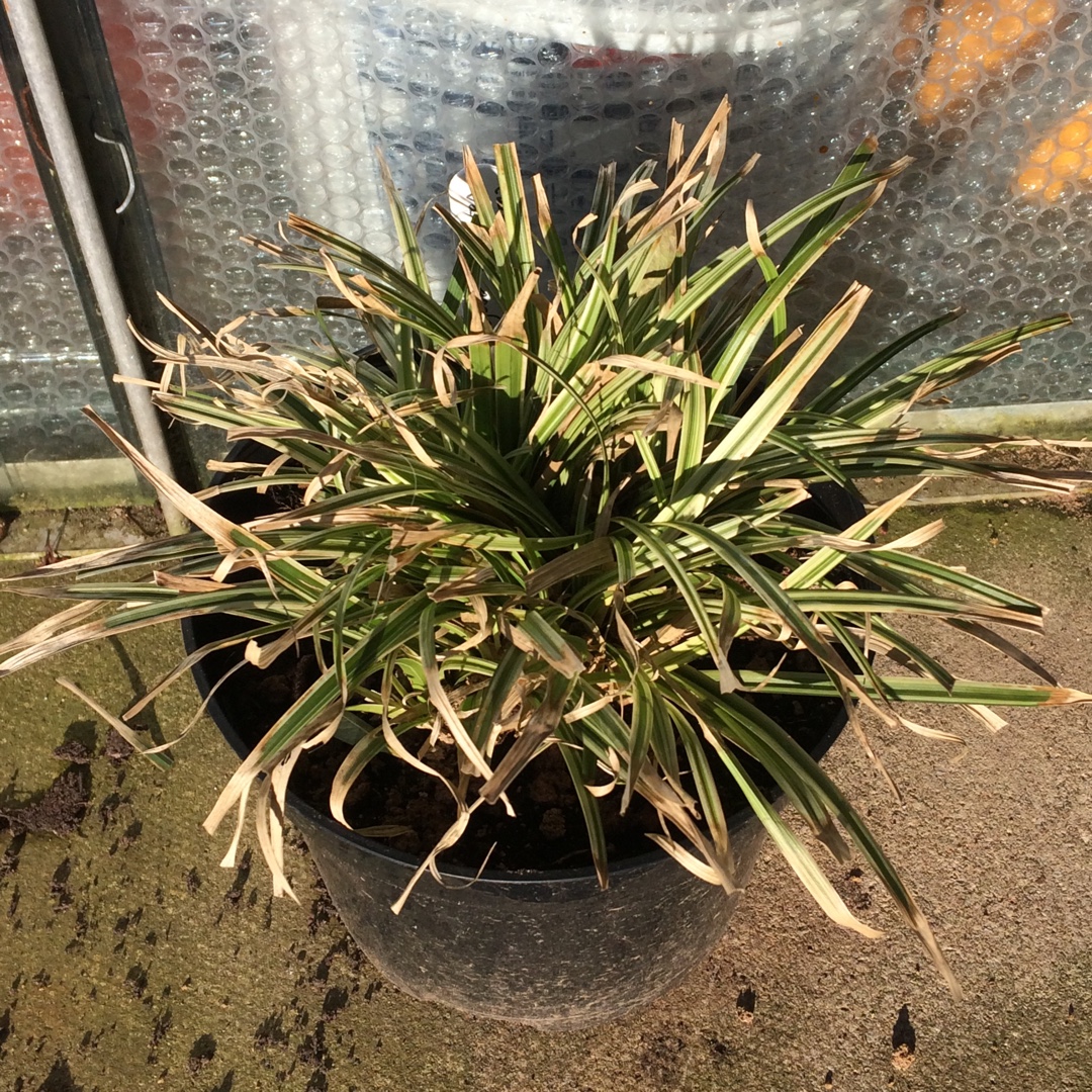 Carex dolichostachya Silver Sceptre in the GardenTags plant encyclopedia Sedge Silver Sceptre in the GardenTags plant encyclopedia