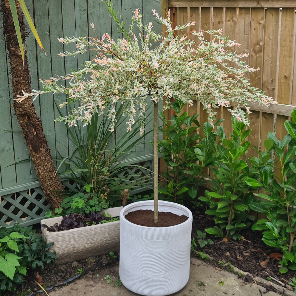 Salix alba chermesina in the GardenTags plant encyclopedia Scarlet Willow in the GardenTags plant encyclopedia