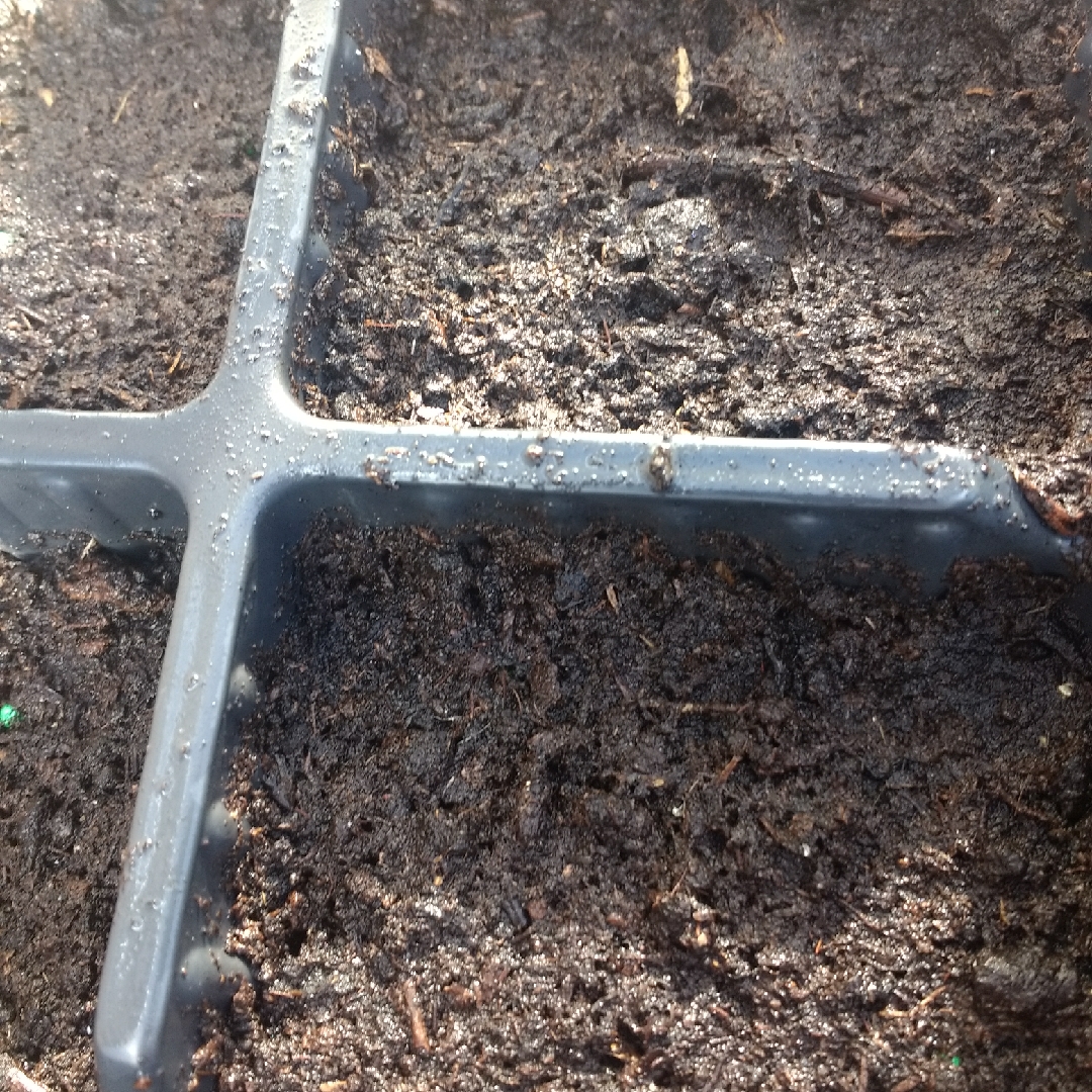 Brassica oleracea (Gemmifera Group) Revenge in the GardenTags plant encyclopedia Brussels Sprouts Revenge in the GardenTags plant encyclopedia