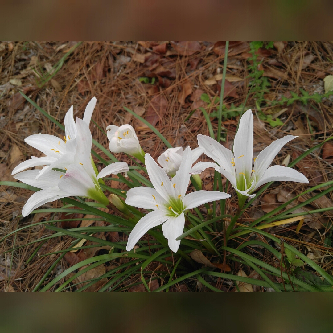 Zephyranthes atamasca in the GardenTags plant encyclopedia Atamasco Lily in the GardenTags plant encyclopedia