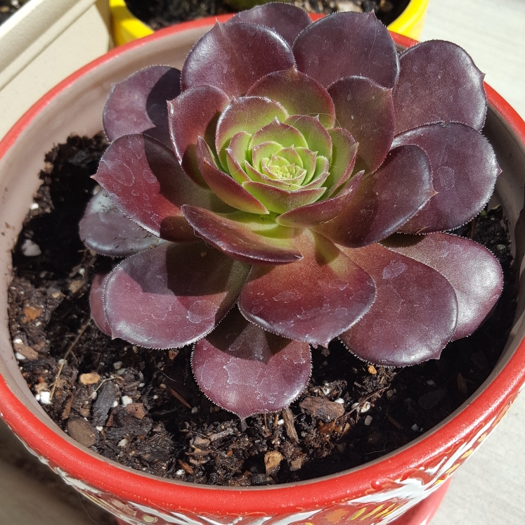 Aeonium Garnet in the GardenTags plant encyclopedia Aeonium Garnet in the GardenTags plant encyclopedia