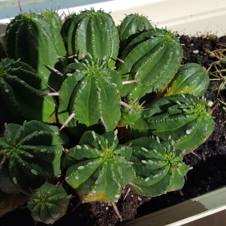 Euphorbia Resinifera in the GardenTags plant encyclopedia Resin Spurge in the GardenTags plant encyclopedia