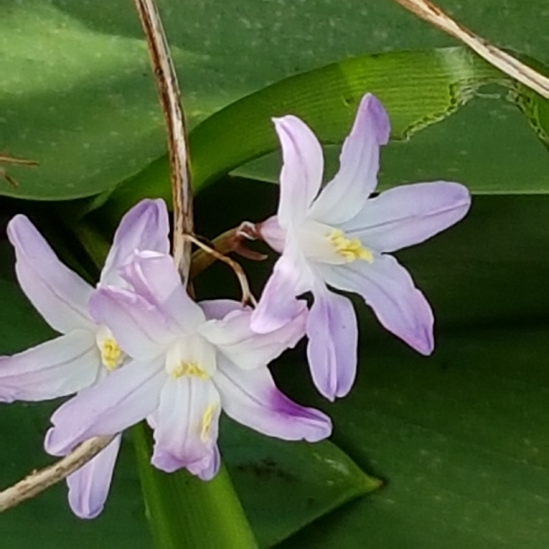 Chionodoxa forbesii syn. Scilla forbesii in the GardenTags plant encyclopedia Forbes Glory-of-the-Snow in the GardenTags plant encyclopedia