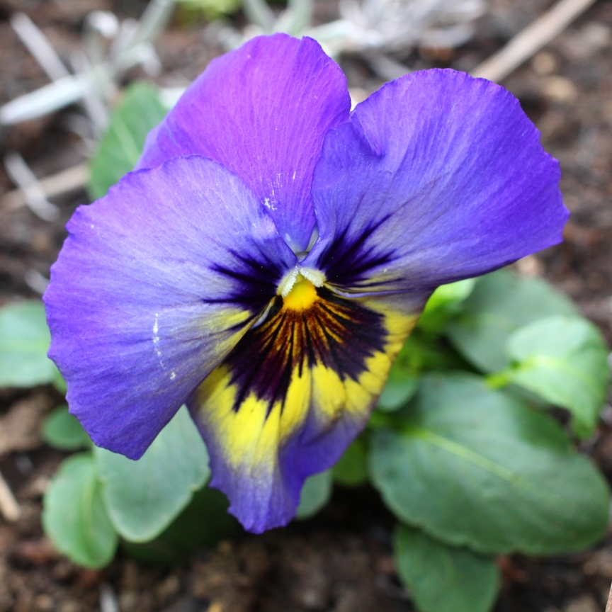 Viola Total Eclipse in the GardenTags plant encyclopedia Pansy Total Eclipse in the GardenTags plant encyclopedia