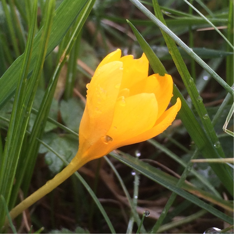 Crocus ancyrensis in the GardenTags plant encyclopedia Crocus (Species) Ankara Crocus in the GardenTags plant encyclopedia