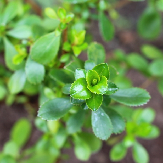 Escallonia Donard Seedling in the GardenTags plant encyclopedia Escallonia Donard Seedling in the GardenTags plant encyclopedia