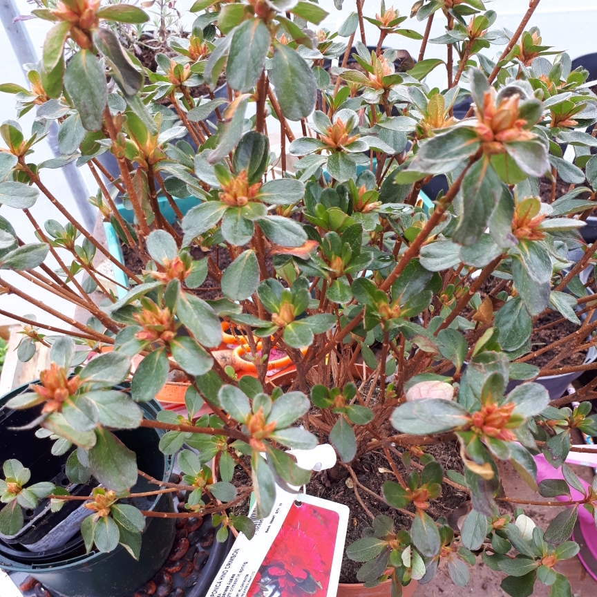Rhododendron japonica Hino Crimson in the GardenTags plant encyclopedia Japanese Azalea Hino Crimson in the GardenTags plant encyclopedia