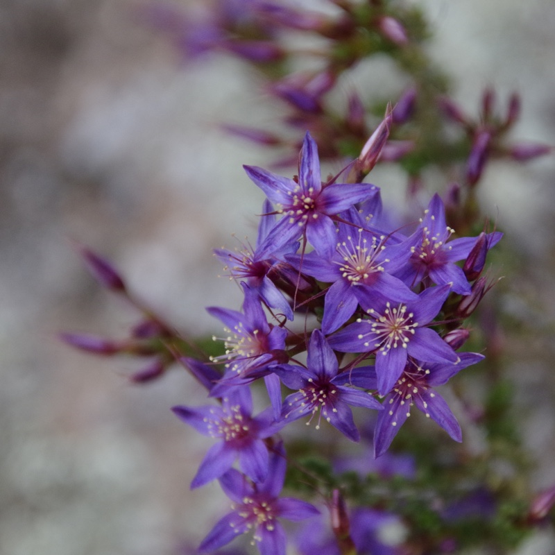Calytrix Leschenaultii in the GardenTags plant encyclopedia Posy starflower in the GardenTags plant encyclopedia
