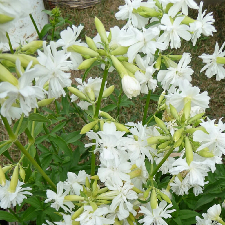 Saponaria Officinalis Betty Arnold in the GardenTags plant encyclopedia Soapwort Betty Arnold in the GardenTags plant encyclopedia