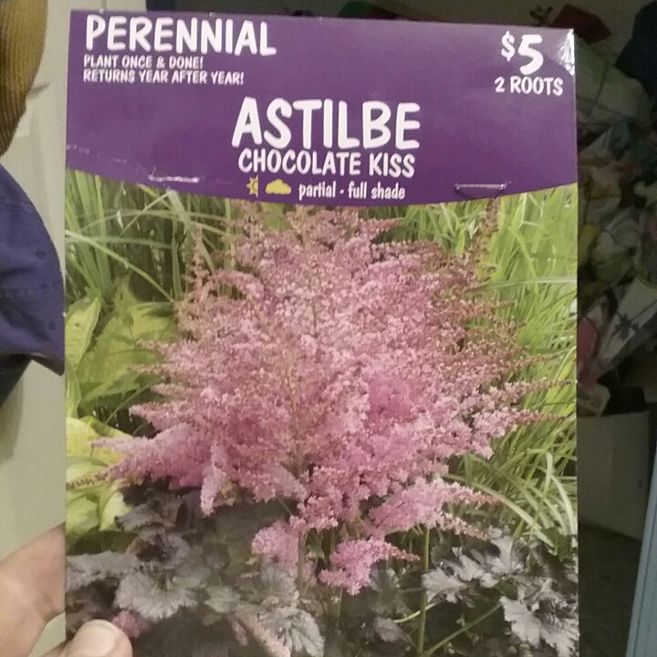 Astilbe Chocolate Kiss in the GardenTags plant encyclopedia Astilbe Chocolate Kiss in the GardenTags plant encyclopedia