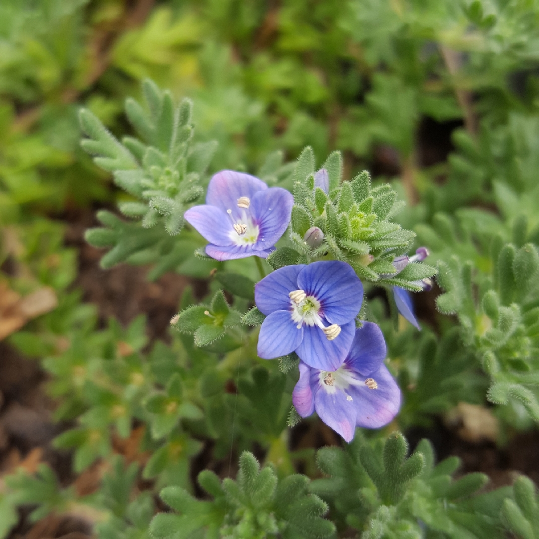 Veronica pectinata in the GardenTags plant encyclopedia Blue Woolly Speedwell in the GardenTags plant encyclopedia