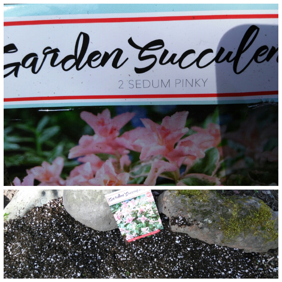 Sedum Pinky in the GardenTags plant encyclopedia Stonecrop Pinky in the GardenTags plant encyclopedia