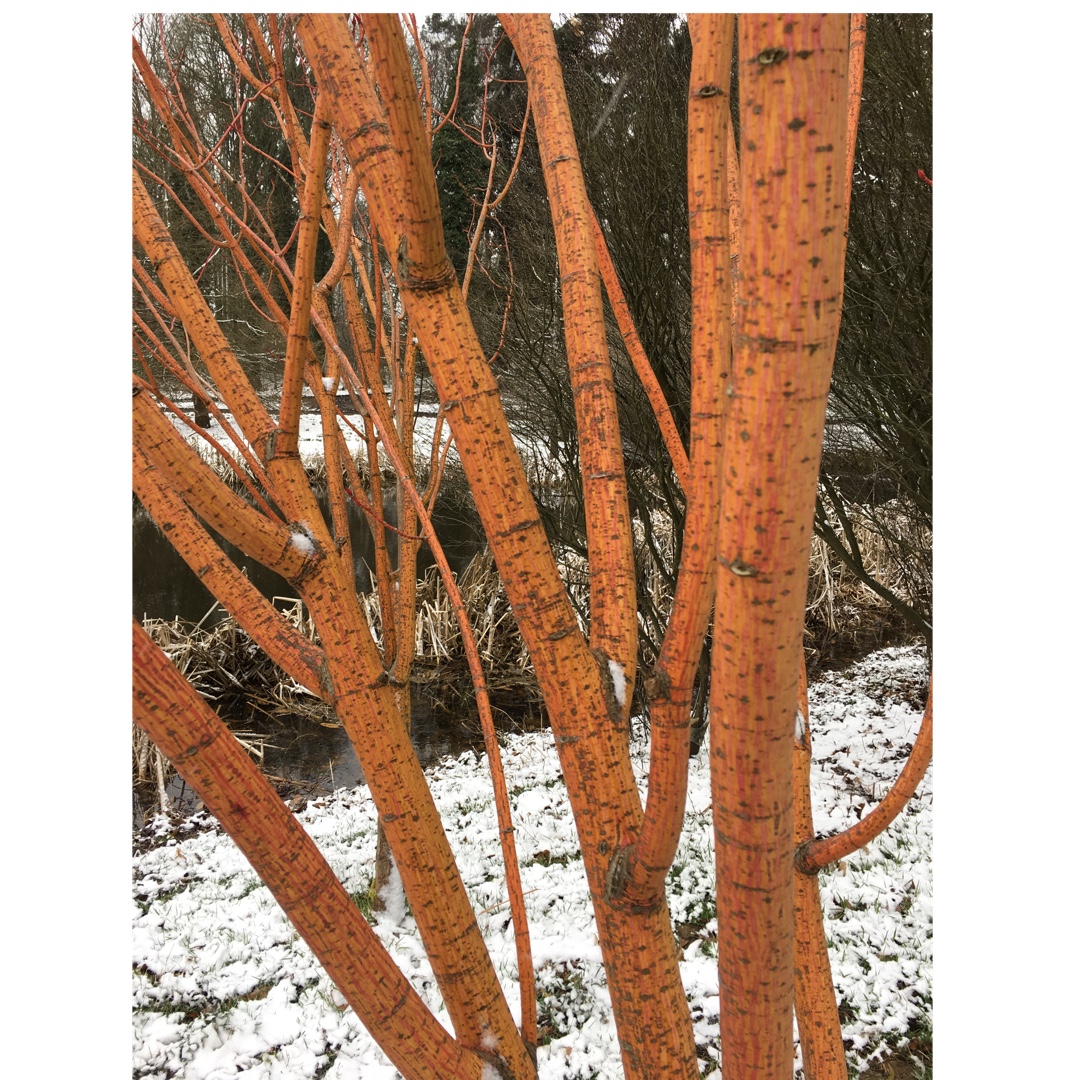 Acer x conspicuum Phoenix in the GardenTags plant encyclopedia Snakebark Maple Phoenix in the GardenTags plant encyclopedia