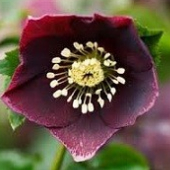 Helleborus x hybridus Harvington Dusky in the GardenTags plant encyclopedia Hellebore Harvington Dusky in the GardenTags plant encyclopedia