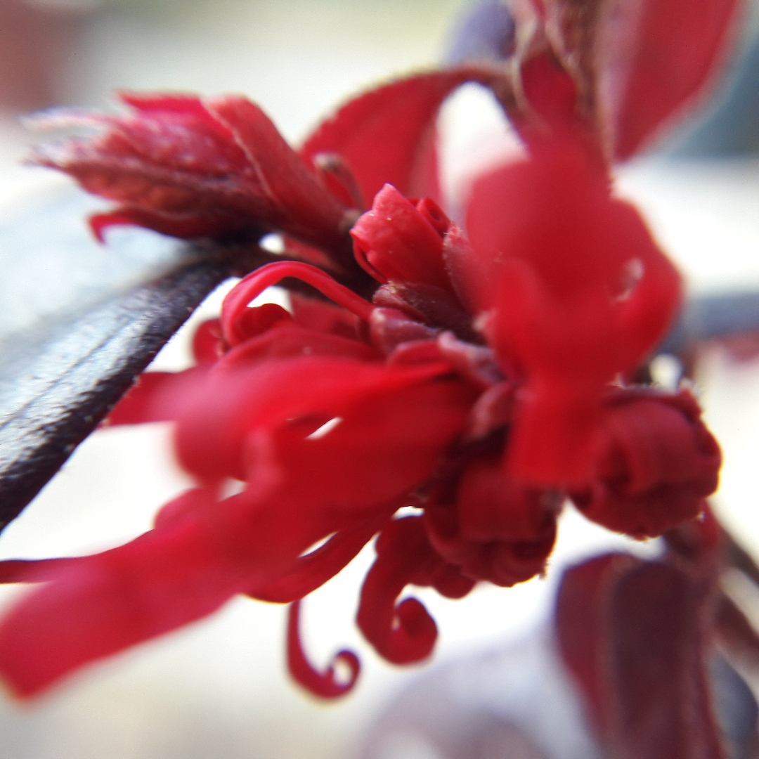 Loropetalum chinense Ever Red syn. Loropetalum chinense Chang Nian Hong in the GardenTags plant encyclopedia Chinese Fringe Flower Ever Red in the GardenTags plant encyclopedia