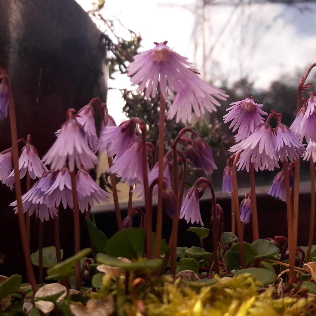 Soldanella Spring Symphony in the GardenTags plant encyclopedia Alpine Snowbell Spring Symphony in the GardenTags plant encyclopedia