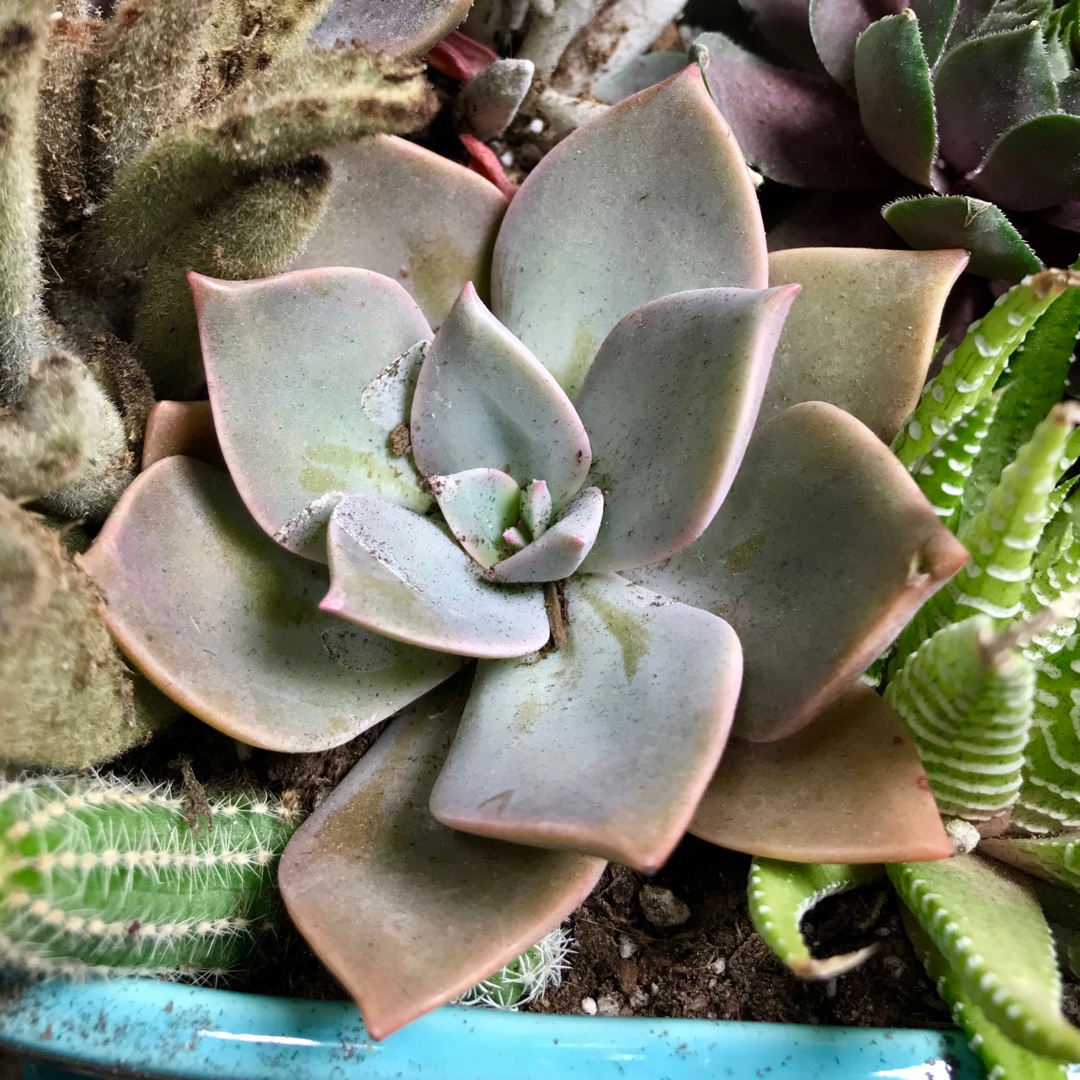 Echeveria Sanyatwe in the GardenTags plant encyclopedia Echeveria Sanyatwe in the GardenTags plant encyclopedia