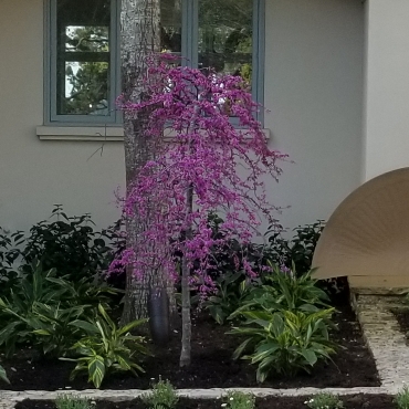 Cercis canadensis var. texensis Traveller in the GardenTags plant encyclopedia Redbud Traveller in the GardenTags plant encyclopedia
