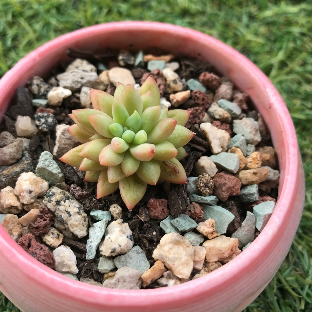 Sedum morganianum Magnum in the GardenTags plant encyclopedia Sedum Magnum in the GardenTags plant encyclopedia