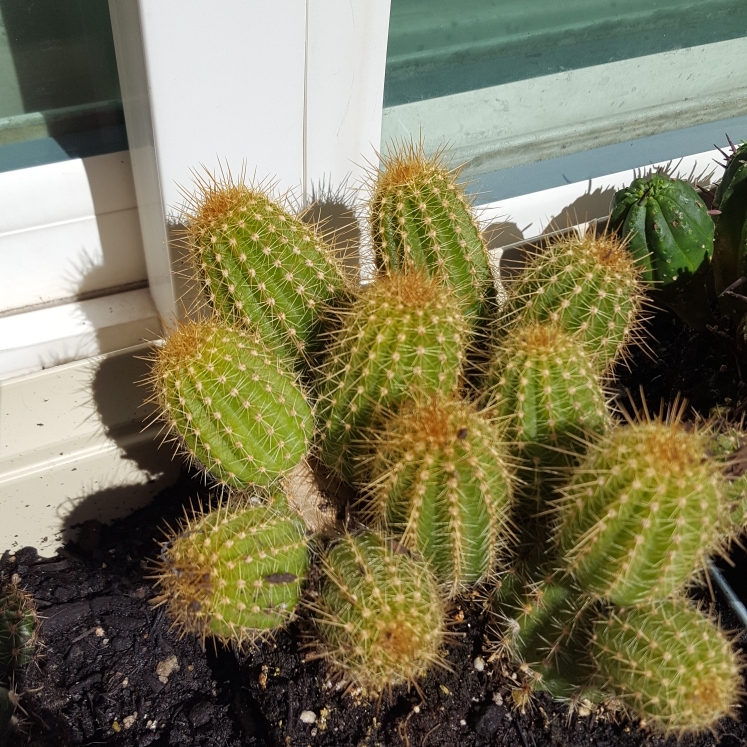 Peanut Cactus in the GardenTags plant encyclopedia