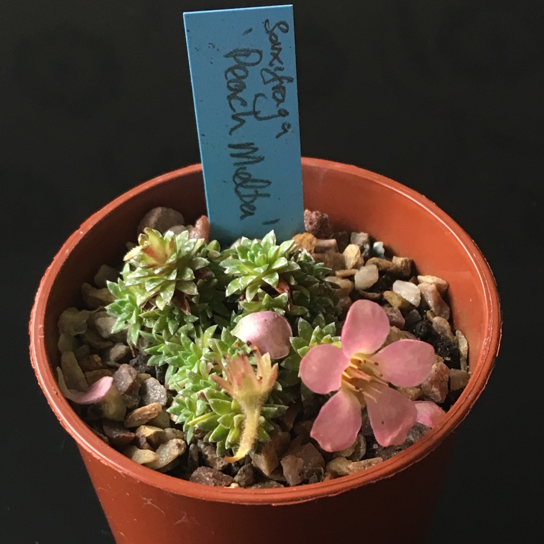 Saxifraga Peach Melba in the GardenTags plant encyclopedia Saxifrage Peach Melba in the GardenTags plant encyclopedia