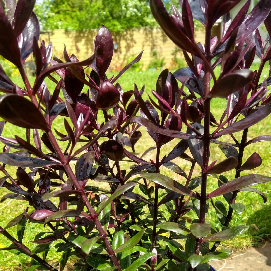 Hebe Black Beauty in the GardenTags plant encyclopedia Shrubby Veronica Black Beauty in the GardenTags plant encyclopedia