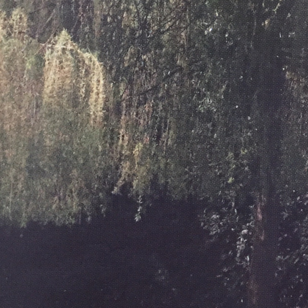 Salix Alba in the GardenTags plant encyclopedia Weeping White Willow in the GardenTags plant encyclopedia