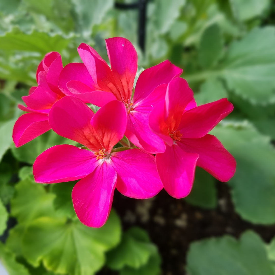 Pelargonium Pacneon syn. Pelargonium Neona in the GardenTags plant encyclopedia Pelargonium Neona (Zonal) in the GardenTags plant encyclopedia