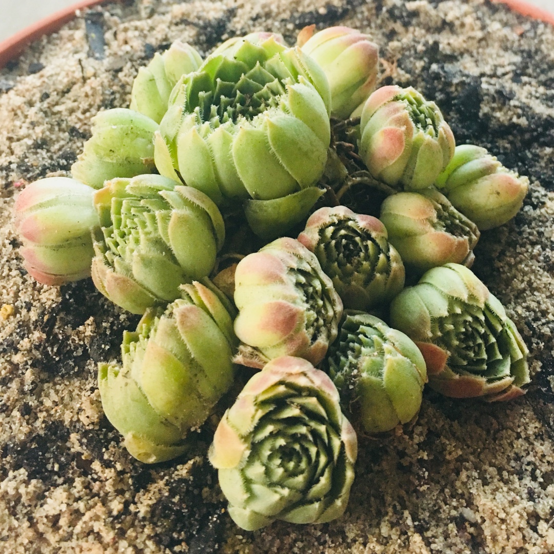 Sempervivum Atlanticum in the GardenTags plant encyclopedia Sempervivum Atlanticum in the GardenTags plant encyclopedia