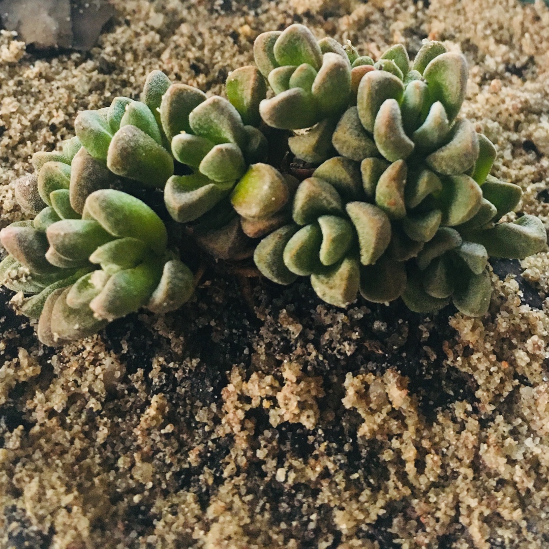 Crassula Fernwood in the GardenTags plant encyclopedia Crassula Fernwood in the GardenTags plant encyclopedia