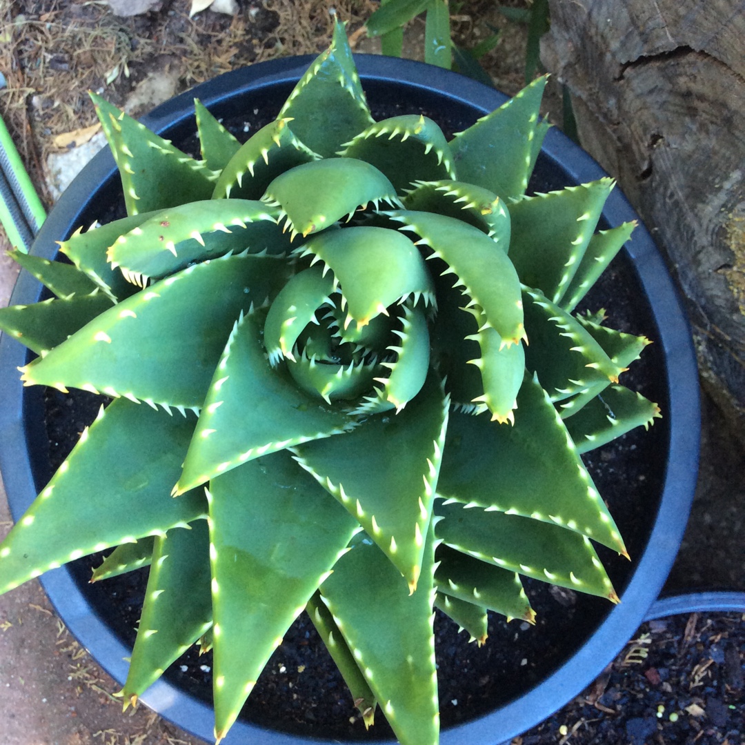 Aloe Perfoliata in the GardenTags plant encyclopedia Mitre Aloe in the GardenTags plant encyclopedia