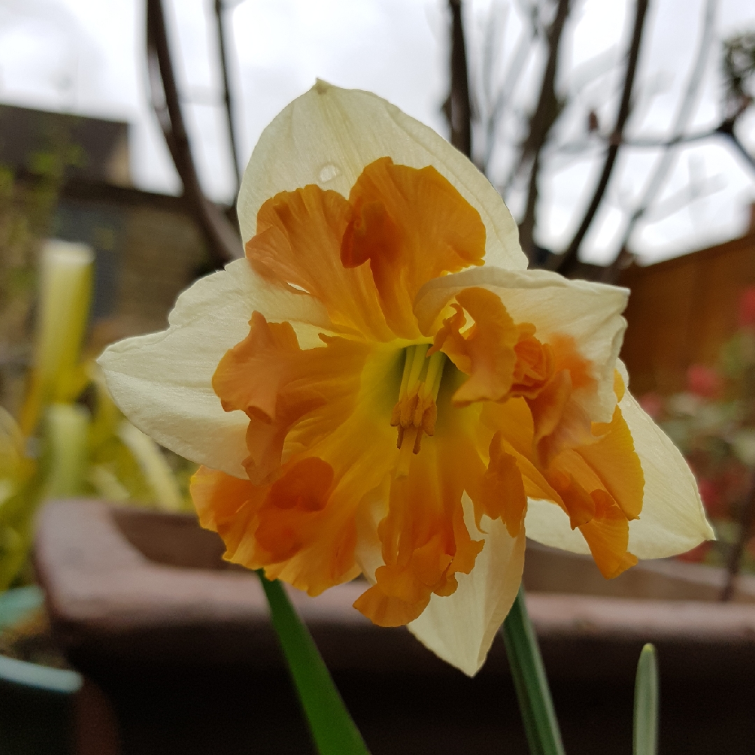 Narcissus Sunny Girlfriend in the GardenTags plant encyclopedia Daffodil Sunny Girlfriend (Split Corona) in the GardenTags plant encyclopedia