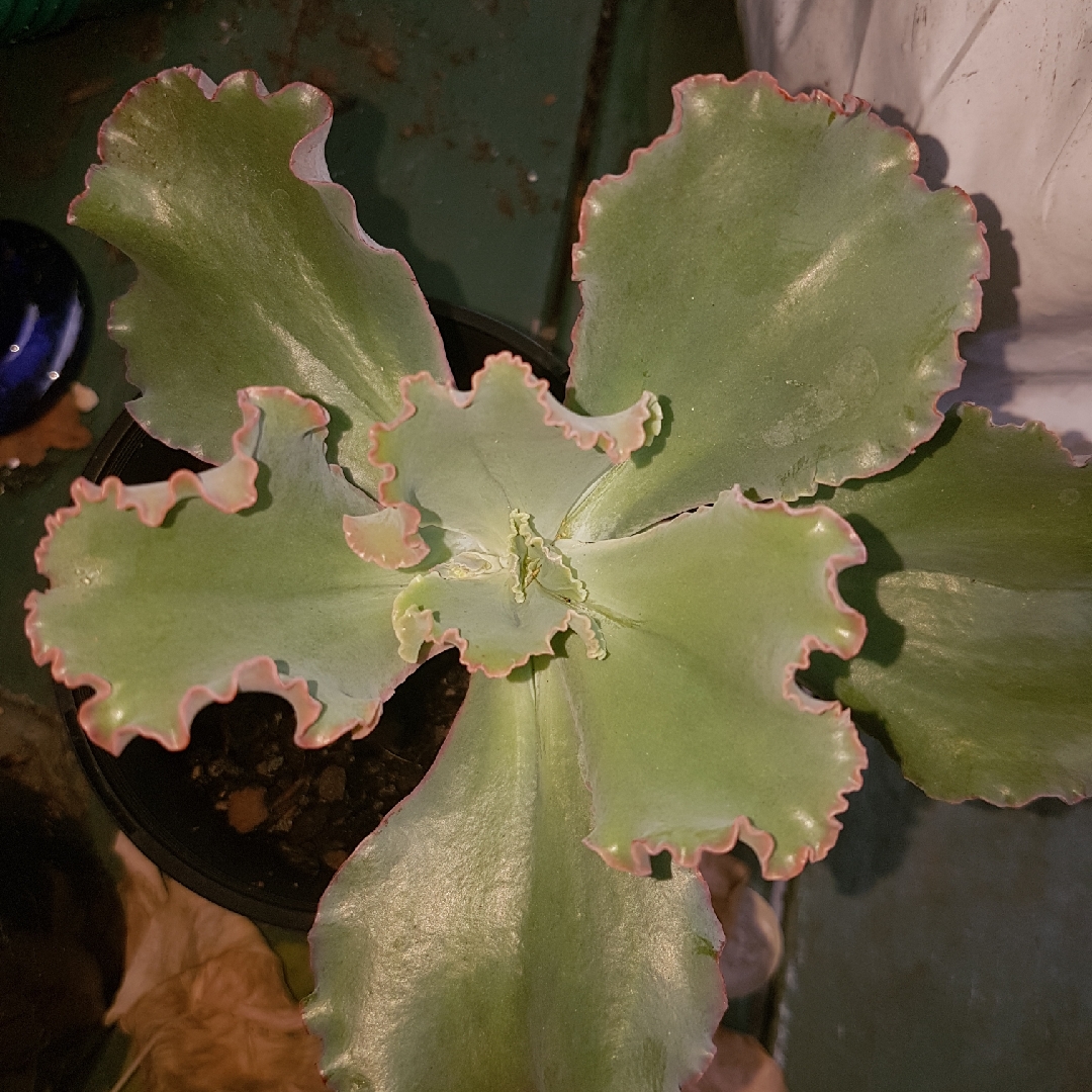 Echeveria Meridian in the GardenTags plant encyclopedia Echeveria Meridian in the GardenTags plant encyclopedia