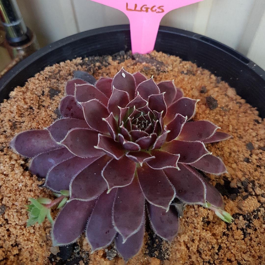 Sempervivum Round Midnight in the GardenTags plant encyclopedia Sempervivum Round Midnight in the GardenTags plant encyclopedia