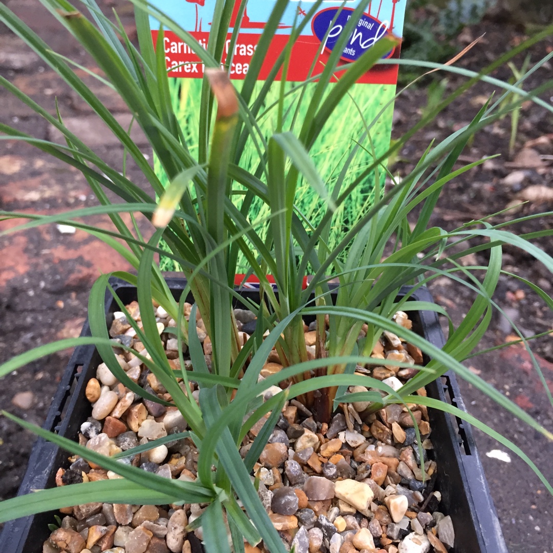 Carex panicea in the GardenTags plant encyclopedia Carnation Grass in the GardenTags plant encyclopedia