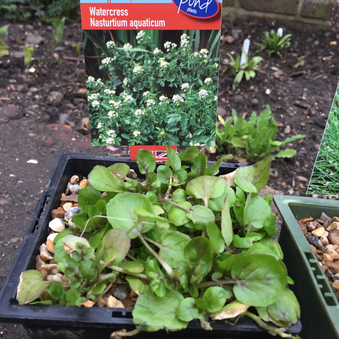 Nasturtium aquaticum in the GardenTags plant encyclopedia Marginal Aquatic in the GardenTags plant encyclopedia