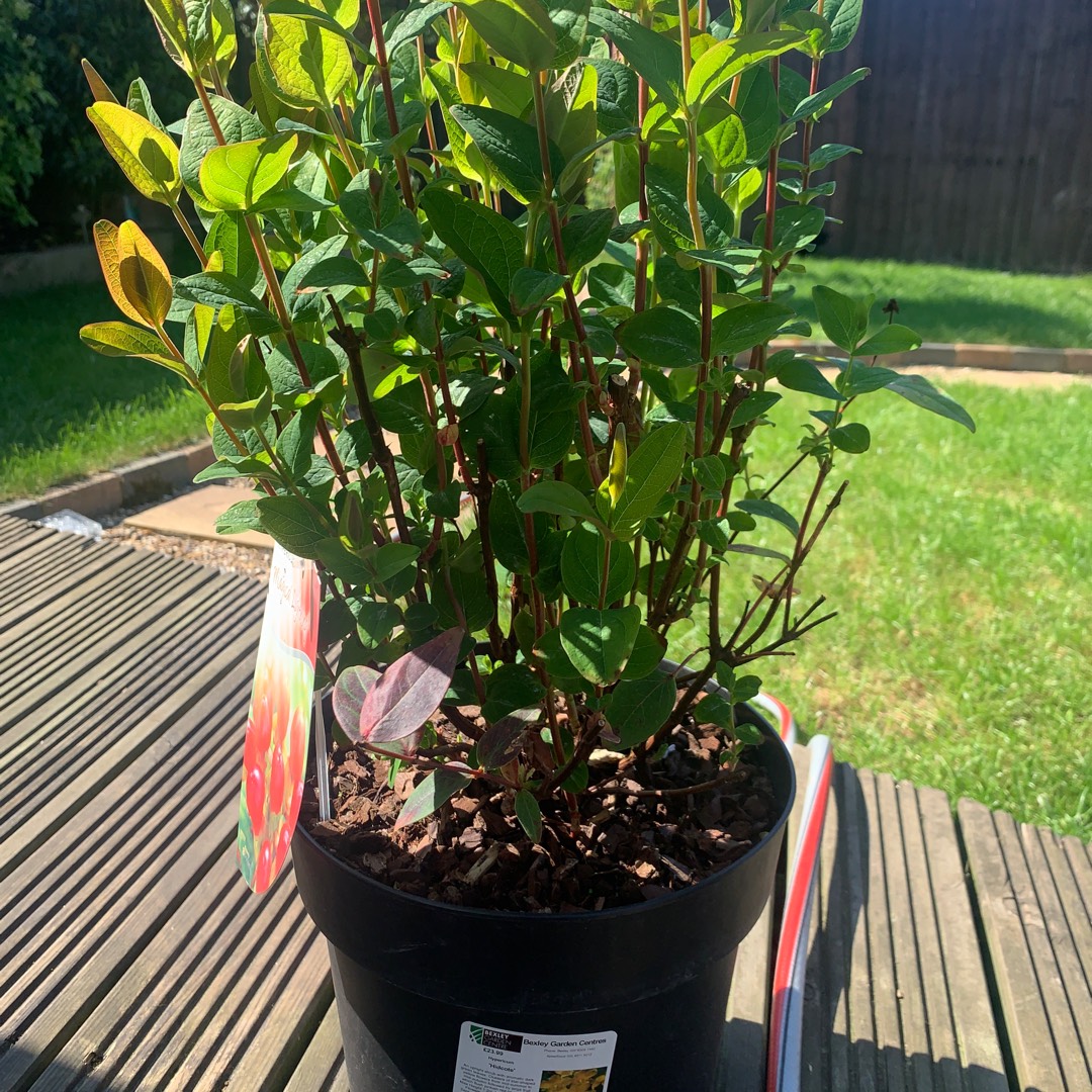 Hypericum x inodorum Magical Universe in the GardenTags plant encyclopedia St. Johns wort Magical Universe in the GardenTags plant encyclopedia