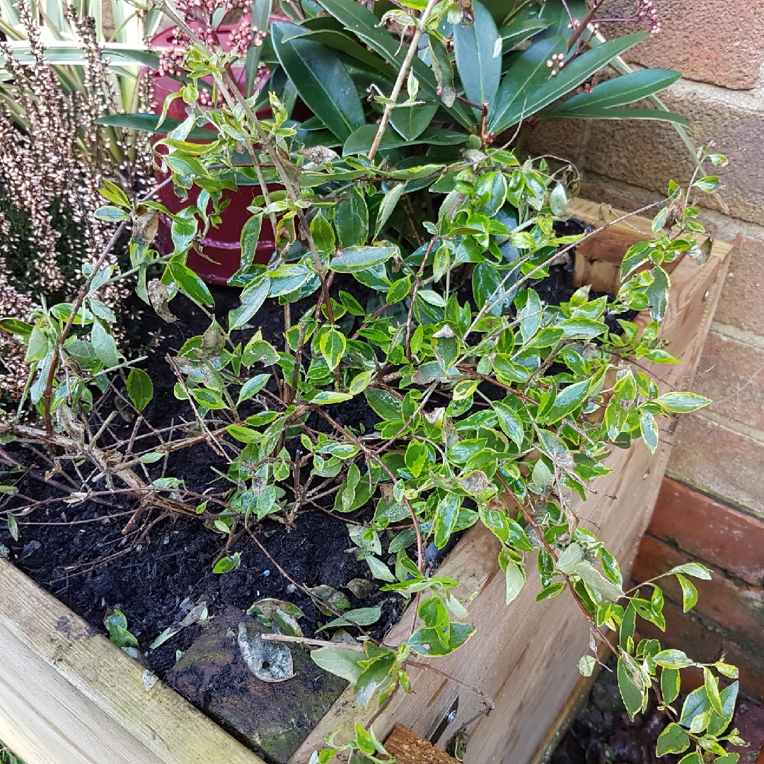 Linnaea x grandiflora Hopleys syn. Abelia x grandiflora Hopleys in the GardenTags plant encyclopedia Glossy Abelia Hopleys in the GardenTags plant encyclopedia