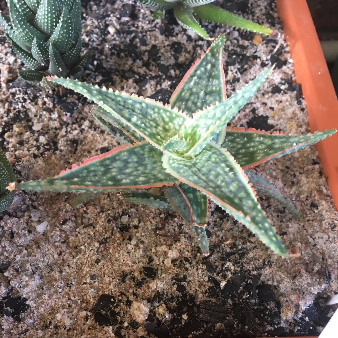 Aloe Bright Star in the GardenTags plant encyclopedia