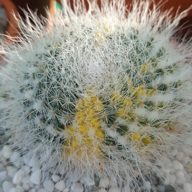 Mammillaria hahniana Variegata in the GardenTags plant encyclopedia Variegated Old Lady Cactus in the GardenTags plant encyclopedia