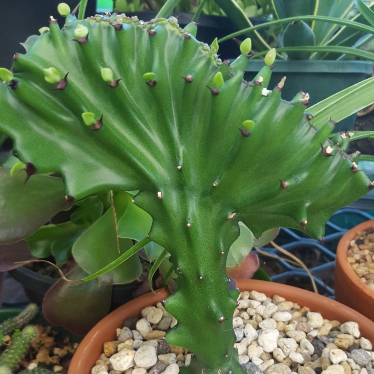Euphorbia Antiquorum Crest in the GardenTags plant encyclopedia Crested Euphorbia Antiquorum in the GardenTags plant encyclopedia