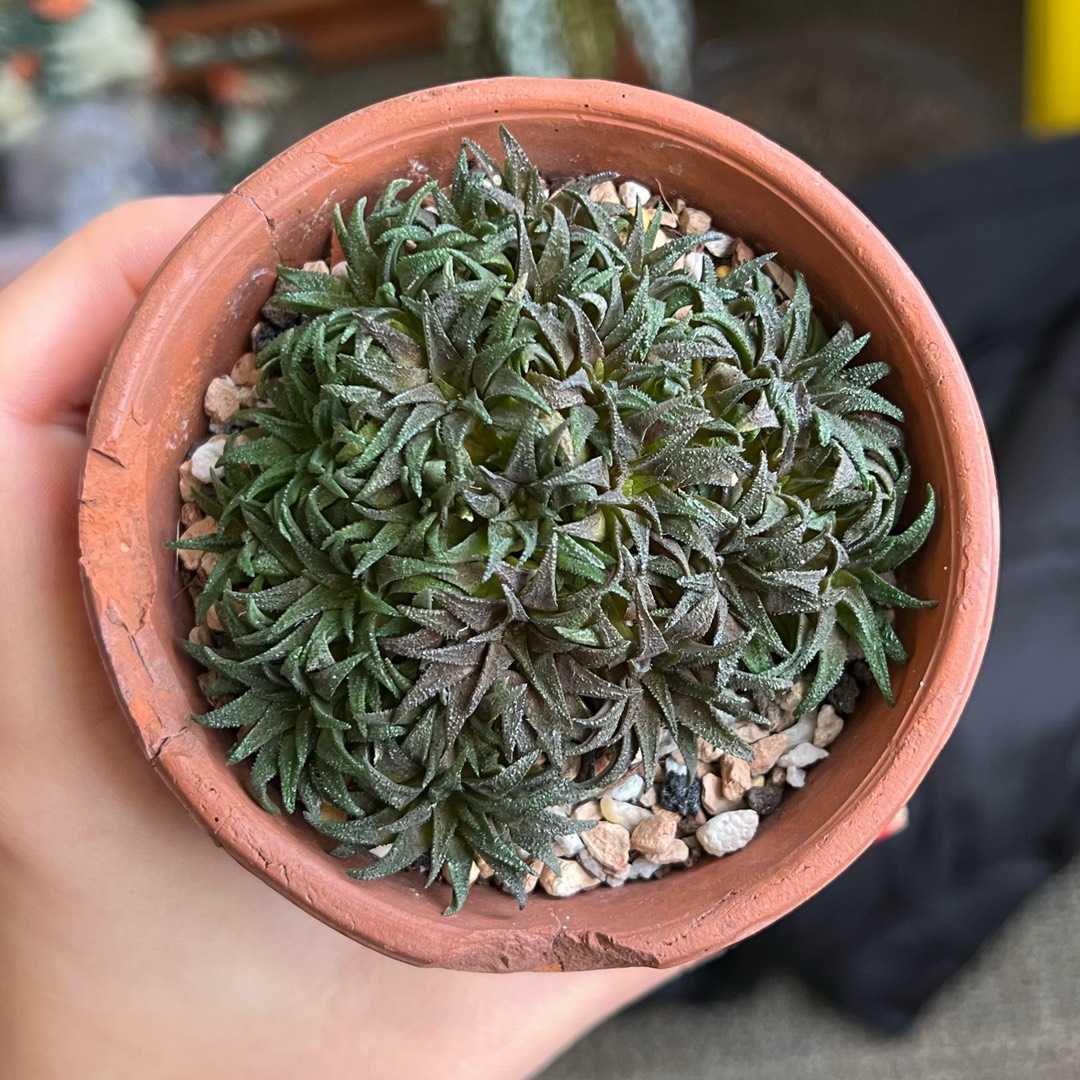 Haworthia parksiana in the GardenTags plant encyclopedia Haworthia parksiana in the GardenTags plant encyclopedia