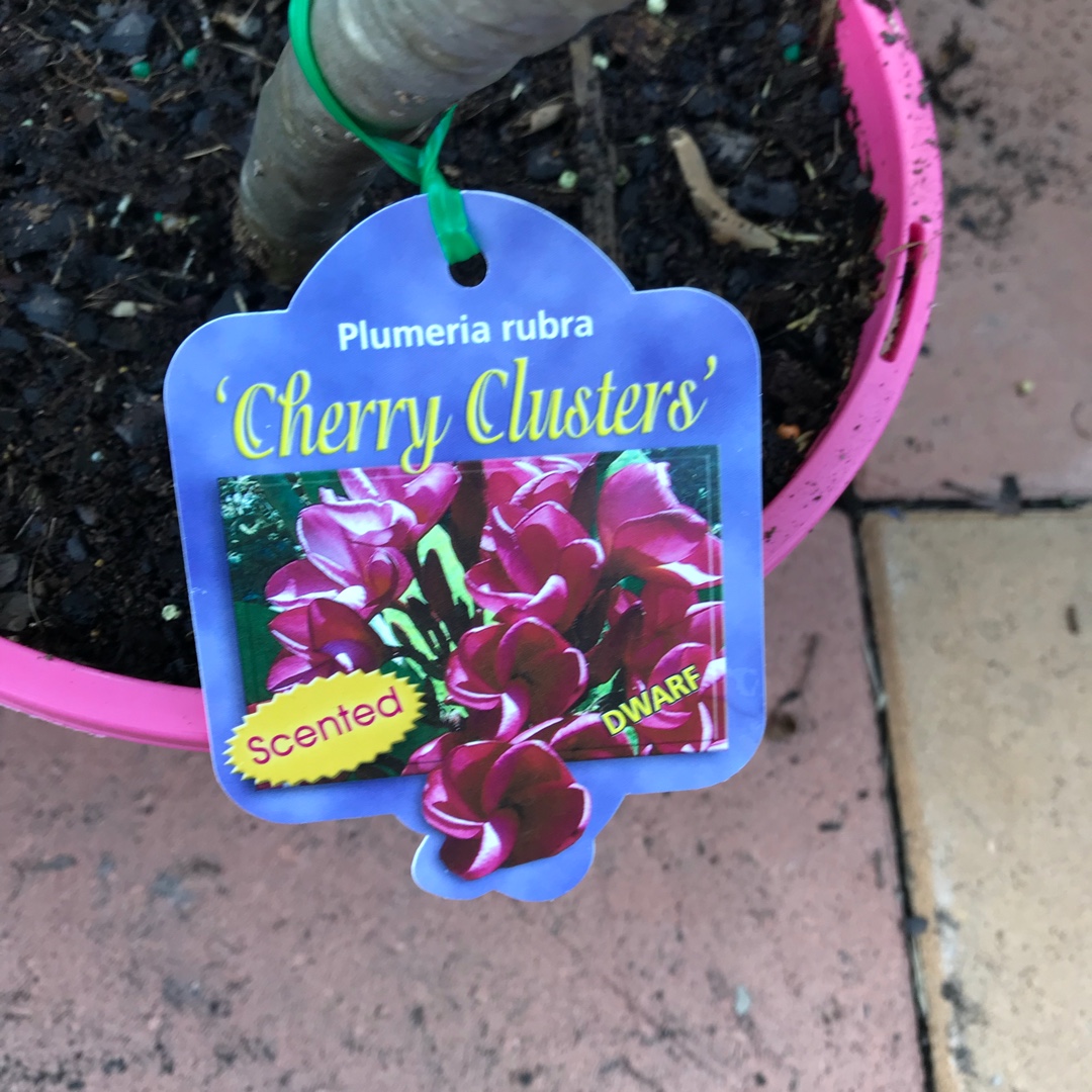 Plumeria rubra Cherry Clusters in the GardenTags plant encyclopedia Frangipani Cherry Clusters in the GardenTags plant encyclopedia