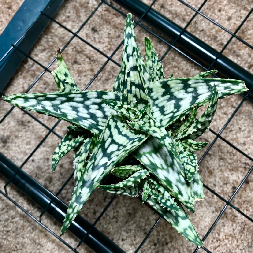 Aloe Snowstorm in the GardenTags plant encyclopedia
