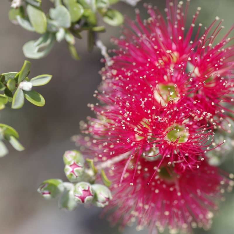 Melaleuca Elliptica in the GardenTags plant encyclopedia Granite Bottlebrush in the GardenTags plant encyclopedia