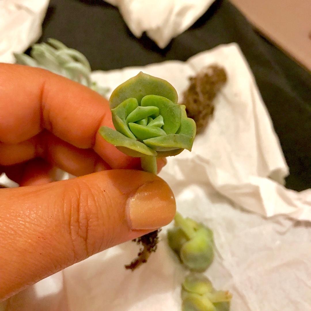 xGraptoveria Lovely Rose in the GardenTags plant encyclopedia Graptoveria Lovely Rose in the GardenTags plant encyclopedia