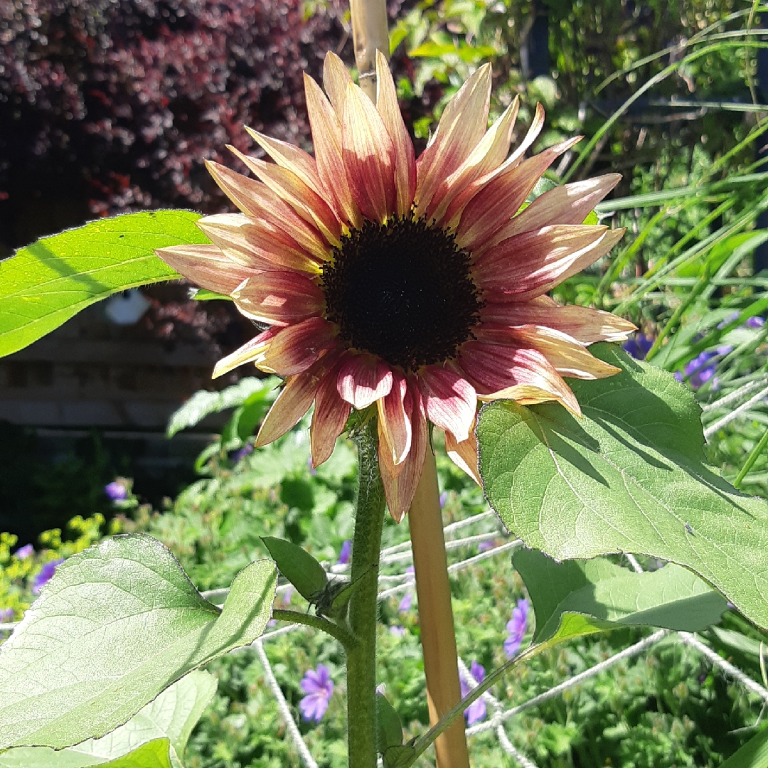 Helianthus annuus Ruby Eclipse in the GardenTags plant encyclopedia Sunflower Ruby Eclipse in the GardenTags plant encyclopedia