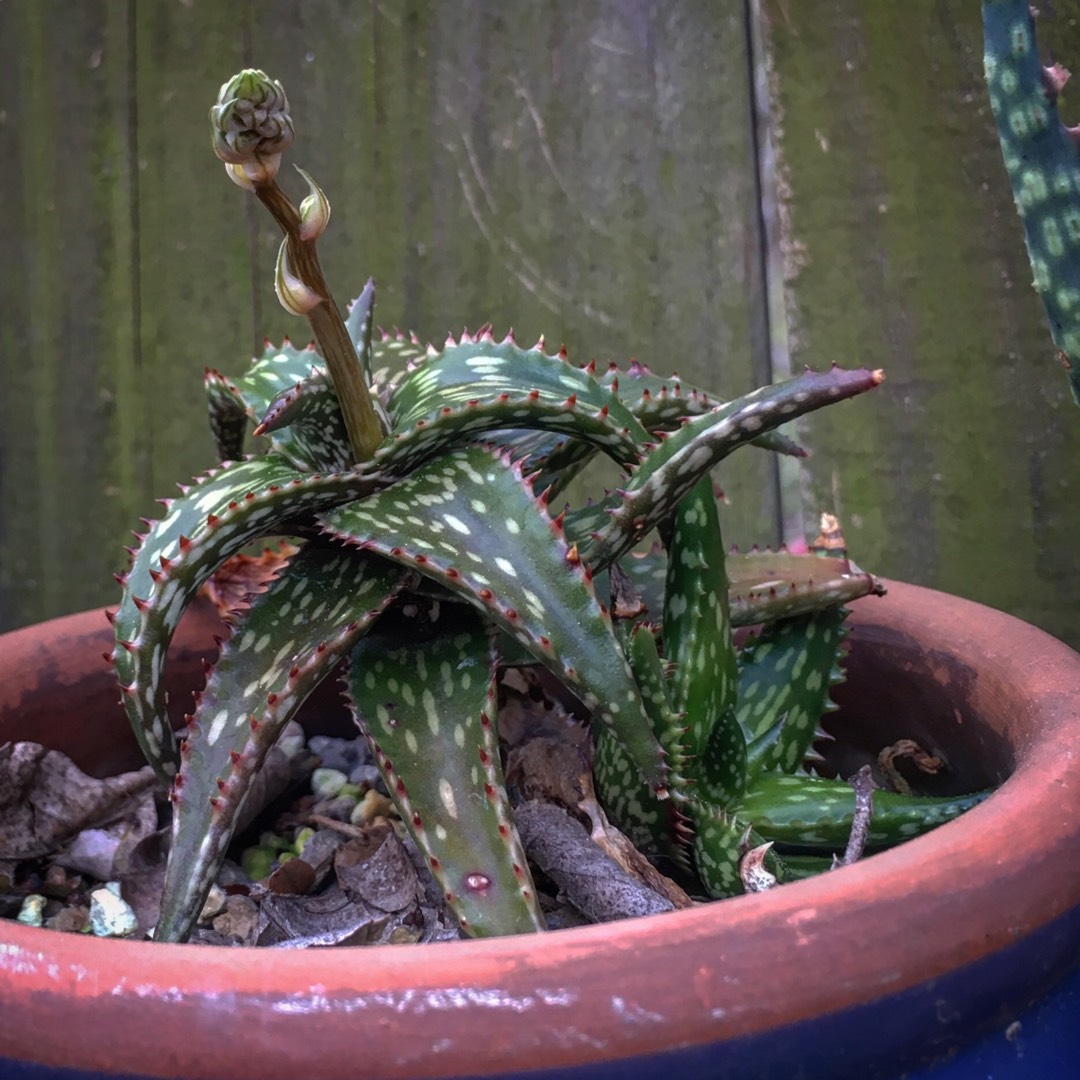 Aloe jucunda in the GardenTags plant encyclopedia Aloe jucunda in the GardenTags plant encyclopedia