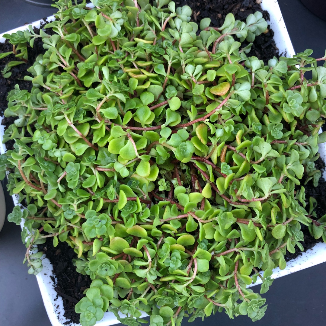 Sedum Green Blob in the GardenTags plant encyclopedia